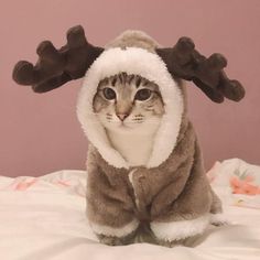 a cat wearing a reindeer costume on top of a bed