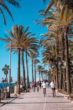 people are riding bicycles down the sidewalk near palm trees and the ocean in barcelona, spain