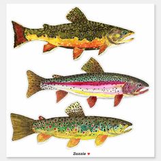 three fish with different colors on them