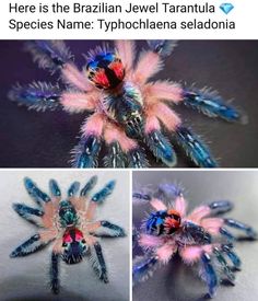 three pictures of different types of spiders with caption that reads, here is the brazilian jewel tarantula species name tyochale seldania sedonia