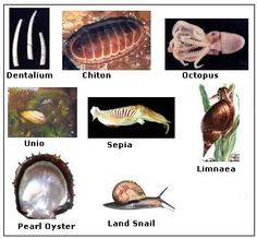 the different types of sea animals are shown here