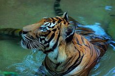 a tiger in the water looking up at something