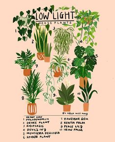 a poster showing the different types of houseplants and how to care for them