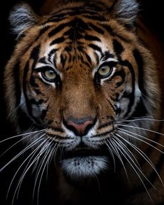 a close up of a tiger's face on a black background with only one eye visible