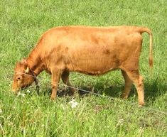 a brown cow standing on top of a lush green field