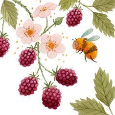 a painting of berries and a bee on a white background