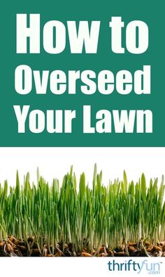 grass with the words how to overseed your lawn on it and an image of green grass