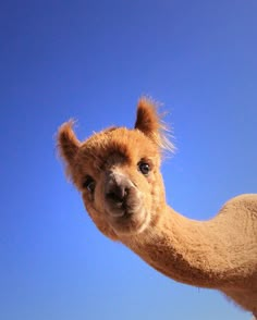 an alpaca looking at the camera with a blue sky in the background