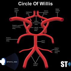 a diagram of the circle of willis