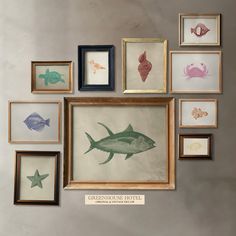 an assortment of framed pictures on the wall with fish and starfishs in them