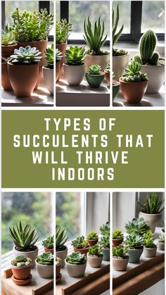 Variety of indoor succulents in pots by a window. Indoor Succulent Garden, Cactus Varieties, Low Light Succulents, Indoor Cactus Plants, Succulent Varieties, Grow Succulents, Indoor Succulents