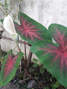 two large green and red leaves next to a white flower on a plant in front of a concrete wall