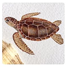 a painting of a sea turtle swimming in the water next to a large piece of wood