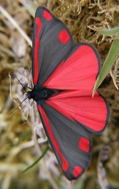 a red and black butterfly sitting on top of grass