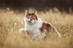 a cat sitting in the middle of a field with tall grass and weeds around it