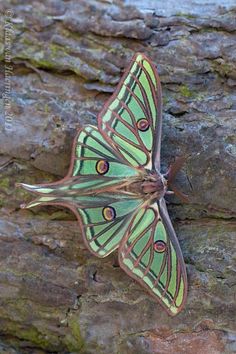 a green and black butterfly sitting on top of a rock