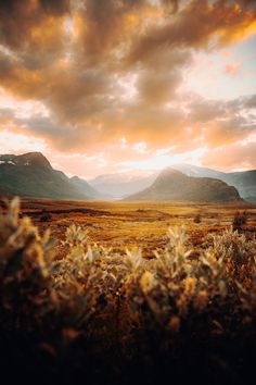 the sun is setting over some mountains in the distance, and there are plants growing out of the ground