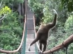 a monkey walking across a bridge in the woods with its trunk up and it's tail hanging down