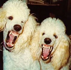 two white poodles with their mouths open