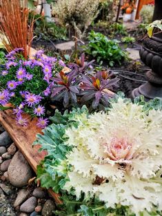 various plants and flowers in a garden bed with rocks on the ground next to them