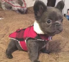 a small dog wearing a red and black jacket on top of a brown bed covered in blankets