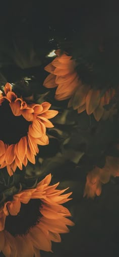 the sunflowers are blooming very bright yellow