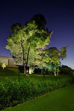 trees and bushes are lit up at night in the grass near a fenced area