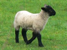 a black faced sheep is walking in the grass