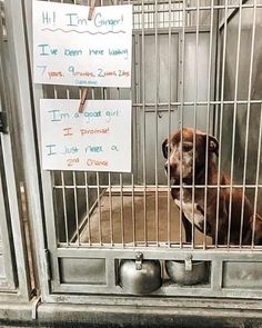 a brown dog sitting inside of a cage next to a sign that says i'm in court