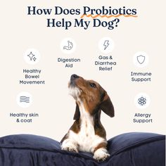 a brown and white dog sitting on top of a blue pillow with the words how does probiotics help my dog?