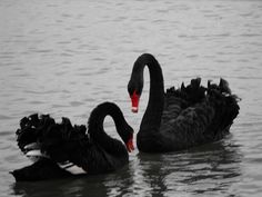 two black swans swimming on top of a body of water with their beaks touching each other