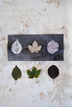 four leaves are arranged on a piece of wood