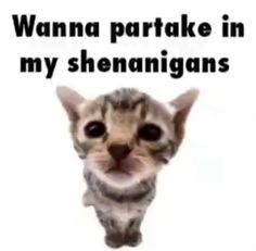 a cat with the caption'wanna paratrake in my shenanigans '