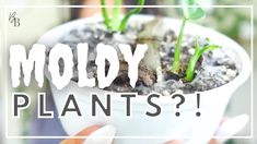 a person holding up a small potted plant with the words moldy plants?