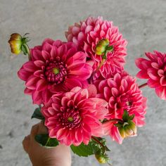 a person holding pink flowers in their hand