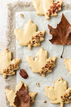 maple leaf shaped cookies on parchment paper with pecans and walnuts next to them