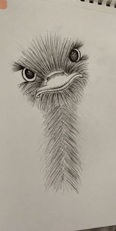 an ostrich's head is drawn in pencil and it looks like he has big eyes