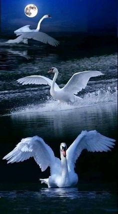 Image Nature, Nature Birds, Bird Pictures, Beautiful Nature Wallpaper