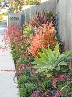 an assortment of colorful plants in front of a building