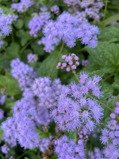 purple flowers with green leaves in the background