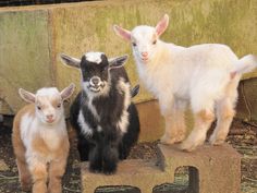 three baby goats standing next to each other on top of a wooden bench in front of a stone wall