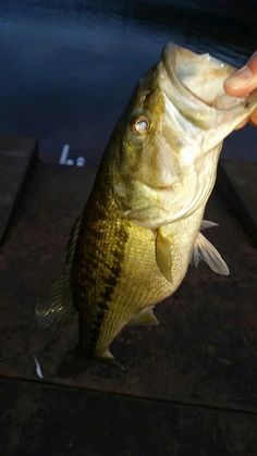 a person holding a fish on a dock