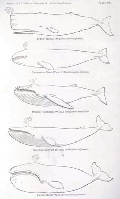 four different types of whale tails are shown in this diagram, and each is labeled with an individual's name