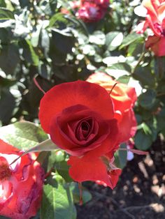 a red rose is blooming in the garden