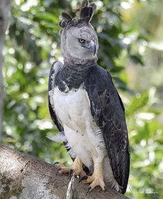 a large bird perched on top of a tree branch