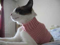 a black and white cat wearing a pink sweater sits on a bed in front of a window