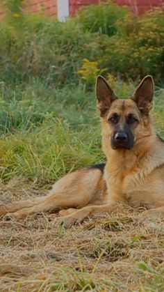 a dog laying on the ground in front of some bushes and grass with a barn in the background