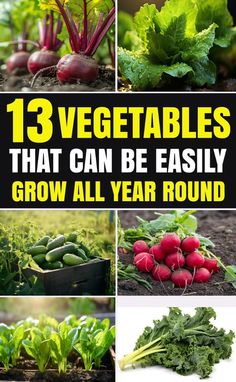 vegetables that can be easily grow all year round