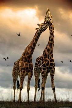 two giraffes standing next to each other with birds flying in the background