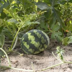 a watermelon sitting on the ground next to some leaves and plants in the sand